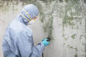 Professional Mold Removal & Remediation in La Riviera, CA